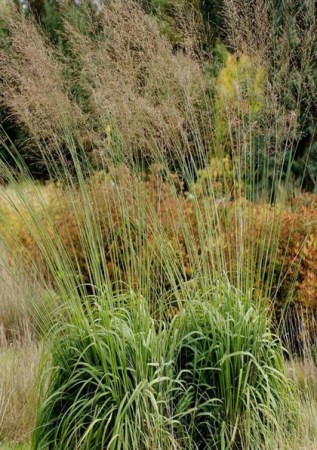 MOLINIA arundinacea Transparent